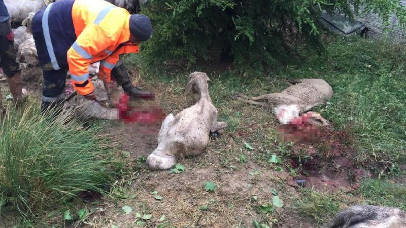 Ankara'da sağanak yağış etkili olurken, 70 koyun telef oldu