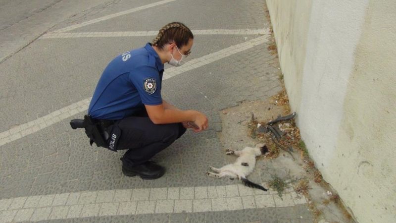 Antalya'da yavru kediye araba çarptı, kadın polis başından ayrılmadı