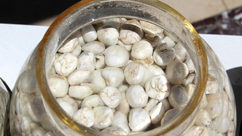 Fiyatı altınla yarışıyor: Kenger sakızının faydaları nelerdir