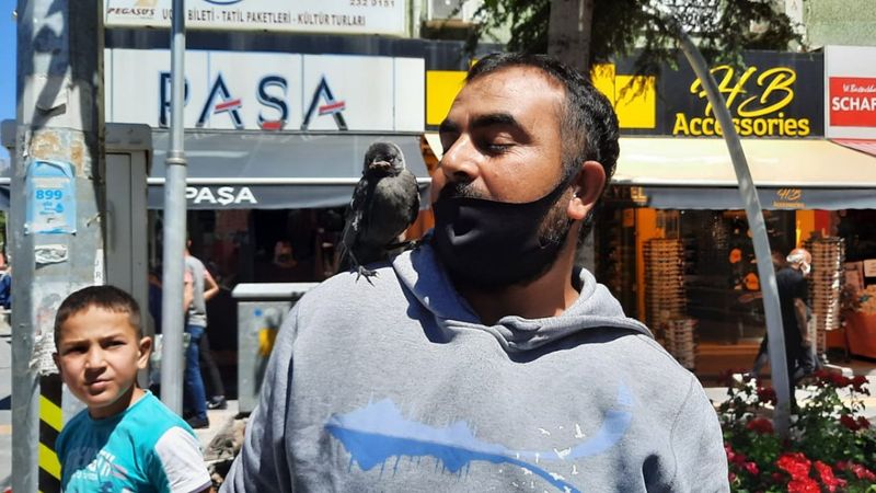 Niğde'de beslediği karga, omuzundan inmiyor