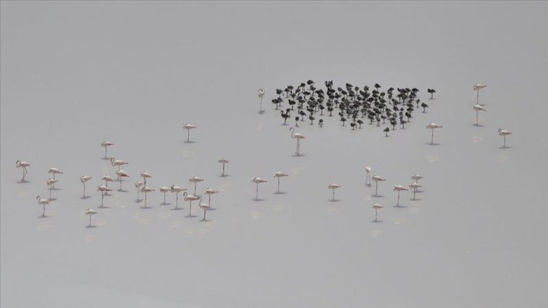 Tuz Gölü'nde flamingolar yavrularıyla görüntülendi