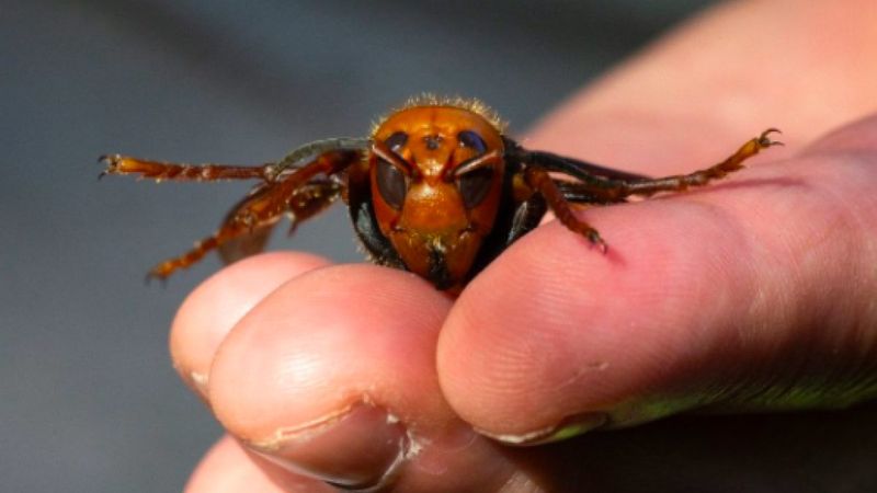 ABD'de 2021'in ilk katil eşek arısı görüldü