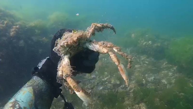 Müsilajın deniz altındaki tahribatı böyle görüntülendi