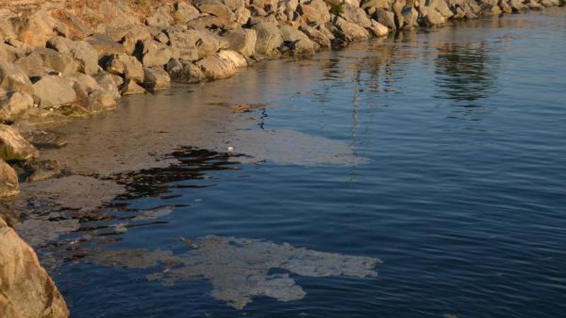 Avcılar sahili müsilajla kaplandı