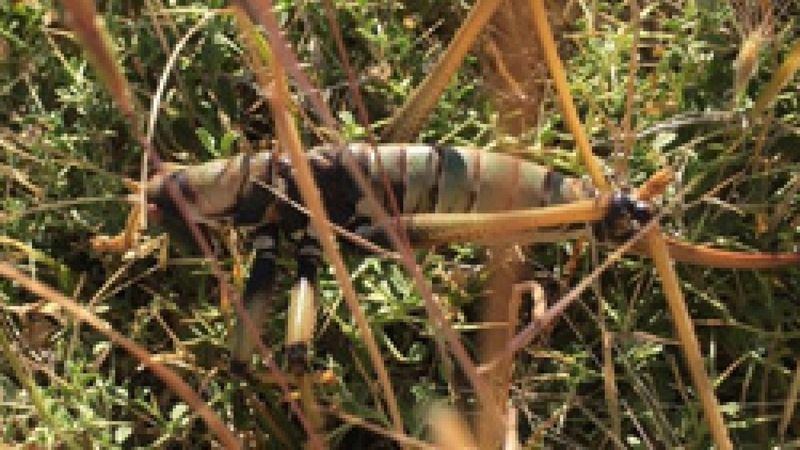 Adıyaman’da etçil çekirge şaşkınlığı