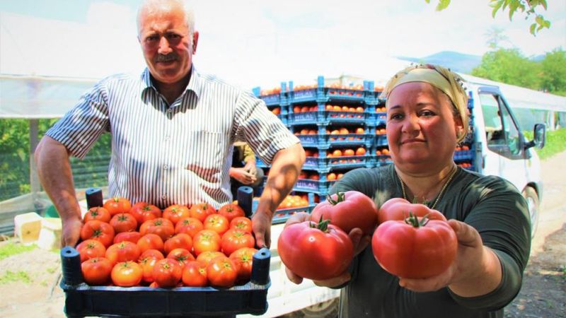 Amasya’da domates hasadı başladı