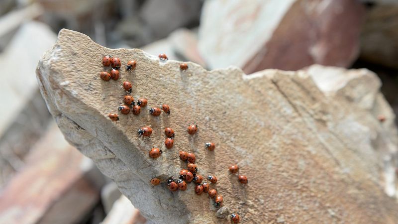Uludaz Tepesi, uğur böcekleriyle dikkat çekiyor