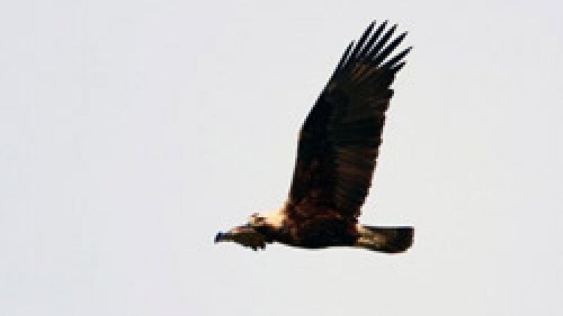 Silivri'de nesli tehdit altındaki şah kartal yavrusu yuvadan çalındı