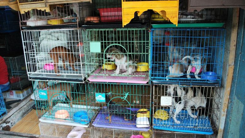 Hayvan haklarında yeni dönem! Petshop'ta kedi-köpek satışları yasaklanacak mı? Hayvanseverlere müjde...