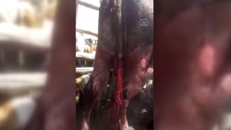 Tokat'ta 6 büyükbaş hayvanın kuyruğunu kestiler