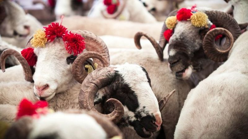 Kurbanlık seçerken nelere dikkat edilmeli?