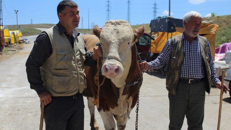 Kurban Bayramı'na sayılı günler kaldı, kurban pazarları kuruldu