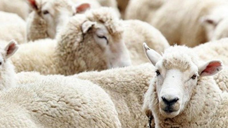 Kurban satış ve kesim yerlerinde alınacak tedbirler açıklandı