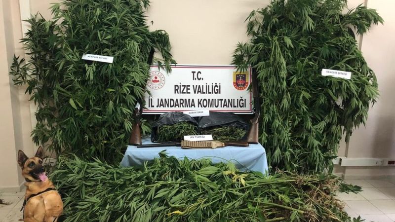 Rize'de mısır tarlasına ekilmiş kenevir bulundu