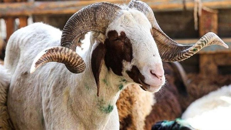 Kurban arifesinde oruç tutulur mu? Kurban kesilmeden önce yemek yemek caiz midir?