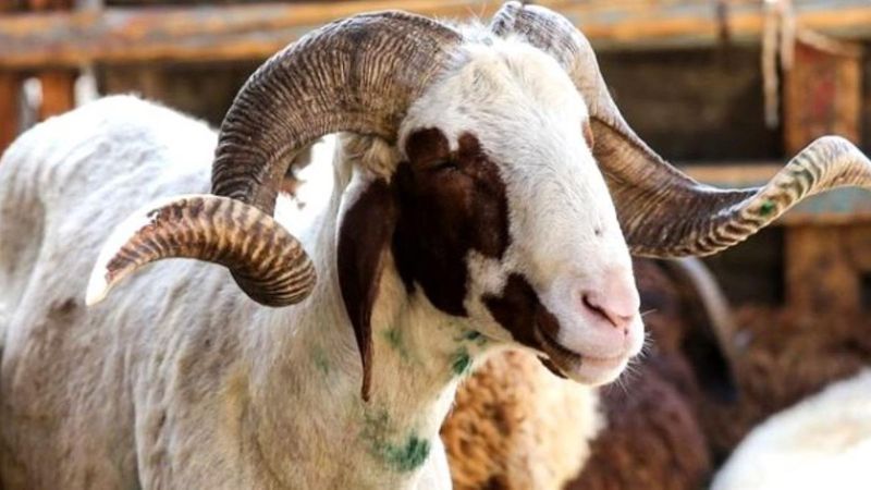 Kurban Bayramı'nda seyahat edecekler dikkat! Yolcular kurban kesmekle yükümlü mü?