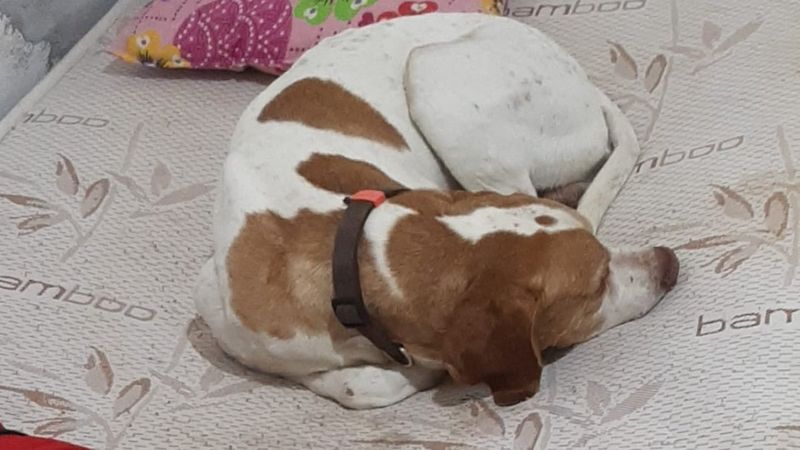 Edirne'de köpeğe işkence anları kameraya yansıdı