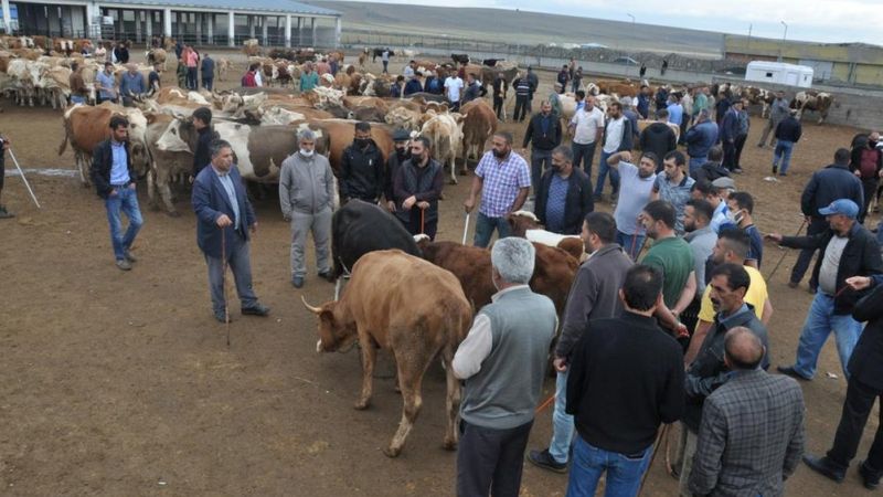 Kars'ta kurbanlıklar satıcıların elinde kaldı