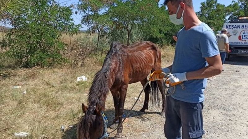 Edirne'de şiddet gören köpeği almaya giderken, eziyet edilen yaralı atı da kurtardılar