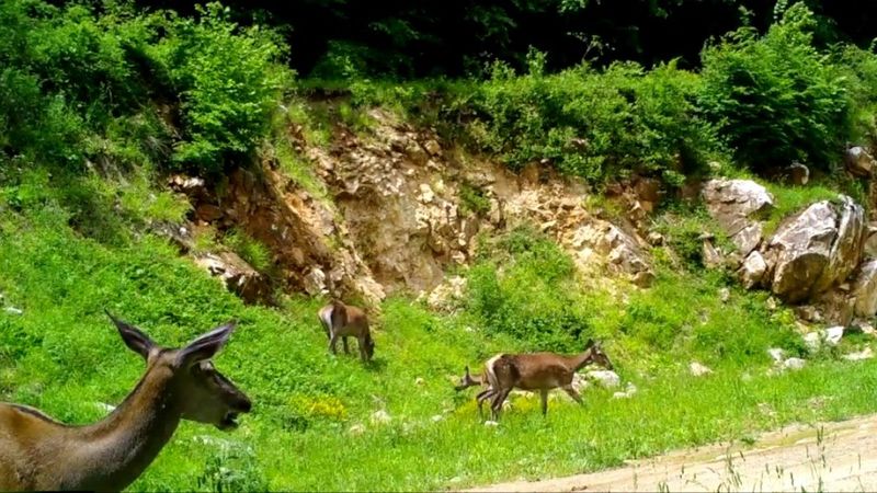 Bursa’da kızıl geyikler fotokapana yakalandı