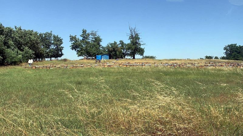 Tekirdağ'da arı saldırısı: 1 ölü, 4 yaralı