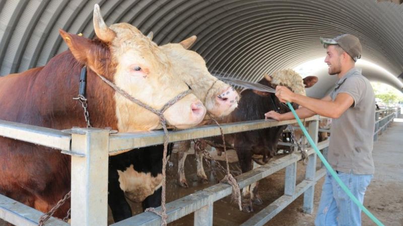 Balıkesir'de sıcak hava kurban pazarlarını etkiledi