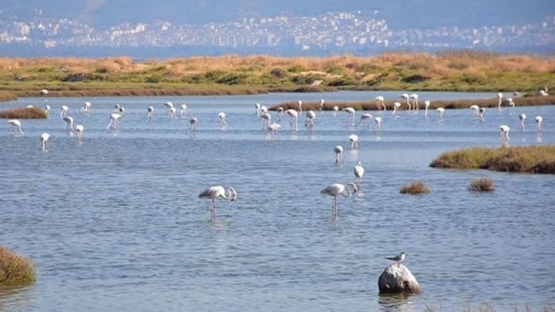 Gediz Deltası'nda bazı kuş türleri ölü bulundu