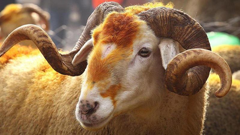 Kurban keserken okunacak dua: Kurban keserken nasıl niyet edilir? İşte Kurban kesimi duası Türkçe-Arapça!