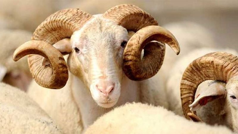 Kurban ne zaman kesilir? Kurban bayramın kaçıncı gününe kadar kesilebilir?