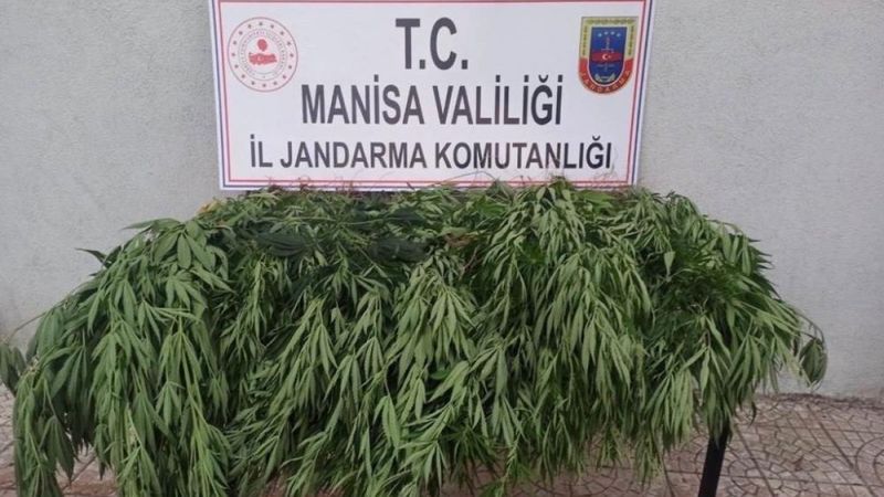 Manisa'da 50 kök kenevir ele geçirildi