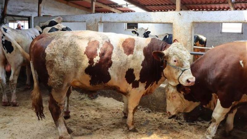 Satılamayan kurbanlıkları Et ve Süt Kurumu satın alacak