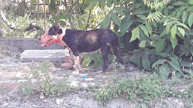 Sinop’ta pitbull, midilliye saldırdı