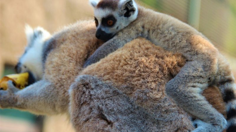 Yavrularını sırtında taşıyan lemrular Darıca'da misafir