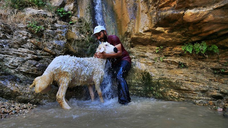 Elazığ'da sıcaktan bunalan küçükbaş hayvanlar şelalede serinliyor