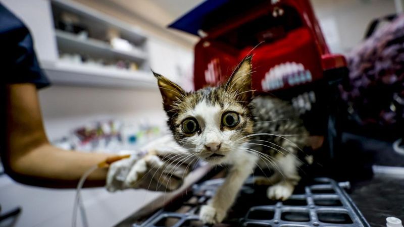 Manavgat'ta gönüllü veterinerler yaralanan hayvanlar için seferber oldu