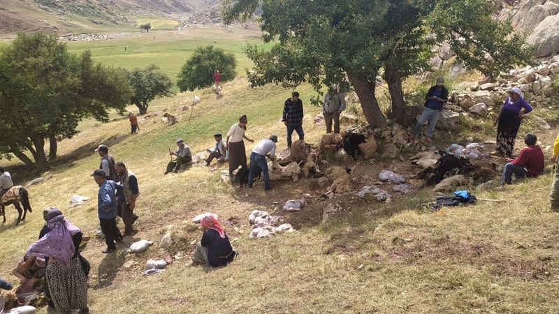 Yüksekova'da yıldırım isabet eden 30 koyun öldü