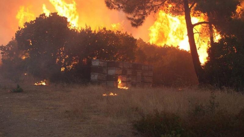 Orman yangınlarında milyonlarca arı kolonisi telef oldu