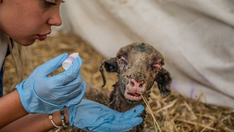 Manavgat'ta yangından etkilenen hayvanlar için sahra hastanesi kuruldu
