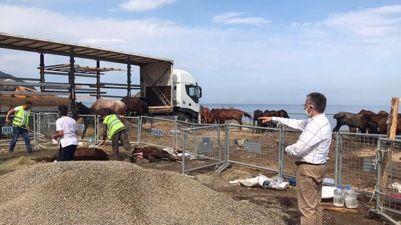 Artvin'de tır parkında ölüme terk edilen onlarca at tedavi altına alındı