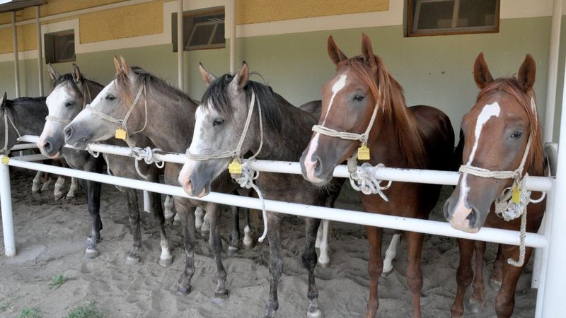 68 safkan Arap tayı, 8,5 milyon TL'ye satıldı