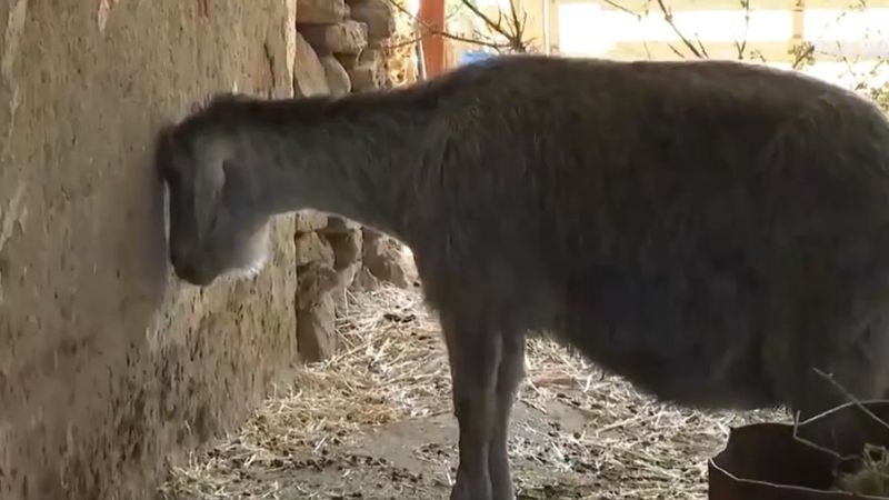 Yangın sırasında yavrusunu kaybeden anne keçinin içler acısı hali