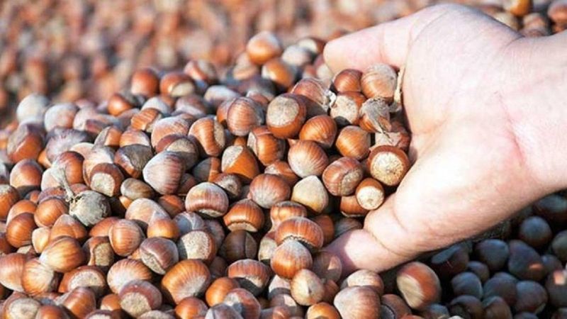 2021 fındık fiyatları: Fındık alım fiyatları ne kadar, kaç TL? Giresun fındığı, levant kalite fındık...