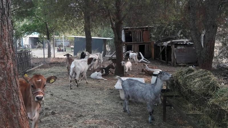 Marmaris'te yangından etkilenen hayvanlar bakımevine alındı