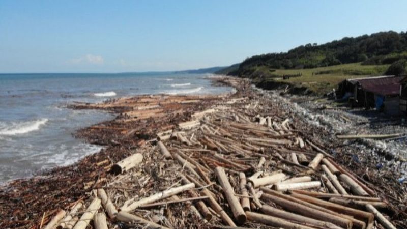 Karadeniz'de sel sularıyla toplanan tomruklar, denizi örtü gibi kapladı