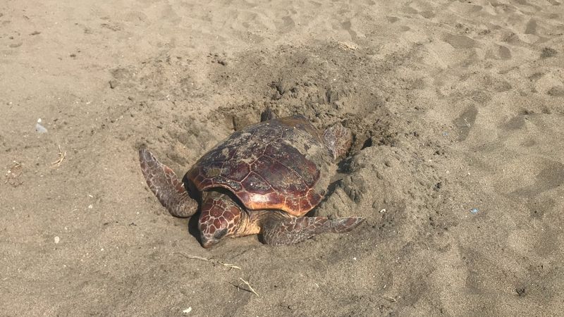 Mersin’de yumurtasını gündüz vakti bırakan caretta caretta
