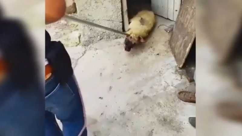 Siverek’te tepki çeken görüntü: Köpeği sürükleyerek çıkarttı