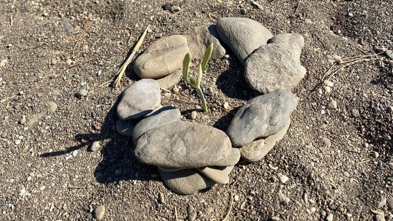 İzmir'de çiçek açan kum zambaklarını koparmanın cezası 80 bin TL