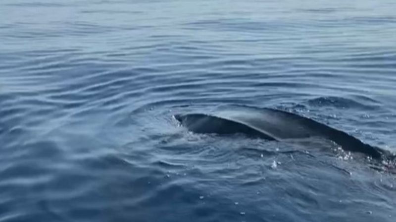 Göcek'te deri sırtlı deniz kaplumbağası canlı görüntülendi