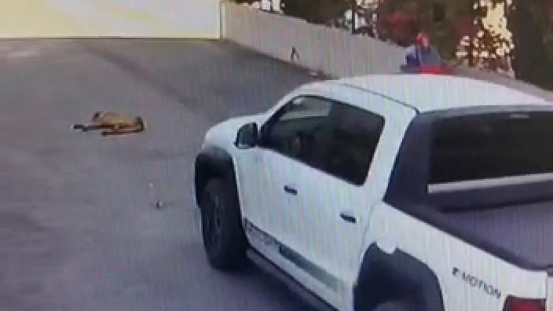 Mersin’de köpeği ezen sürücü kamerada
