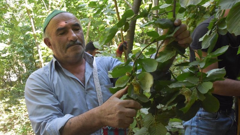 Bitlis’te Hizan fındığının hasadına başlandı
